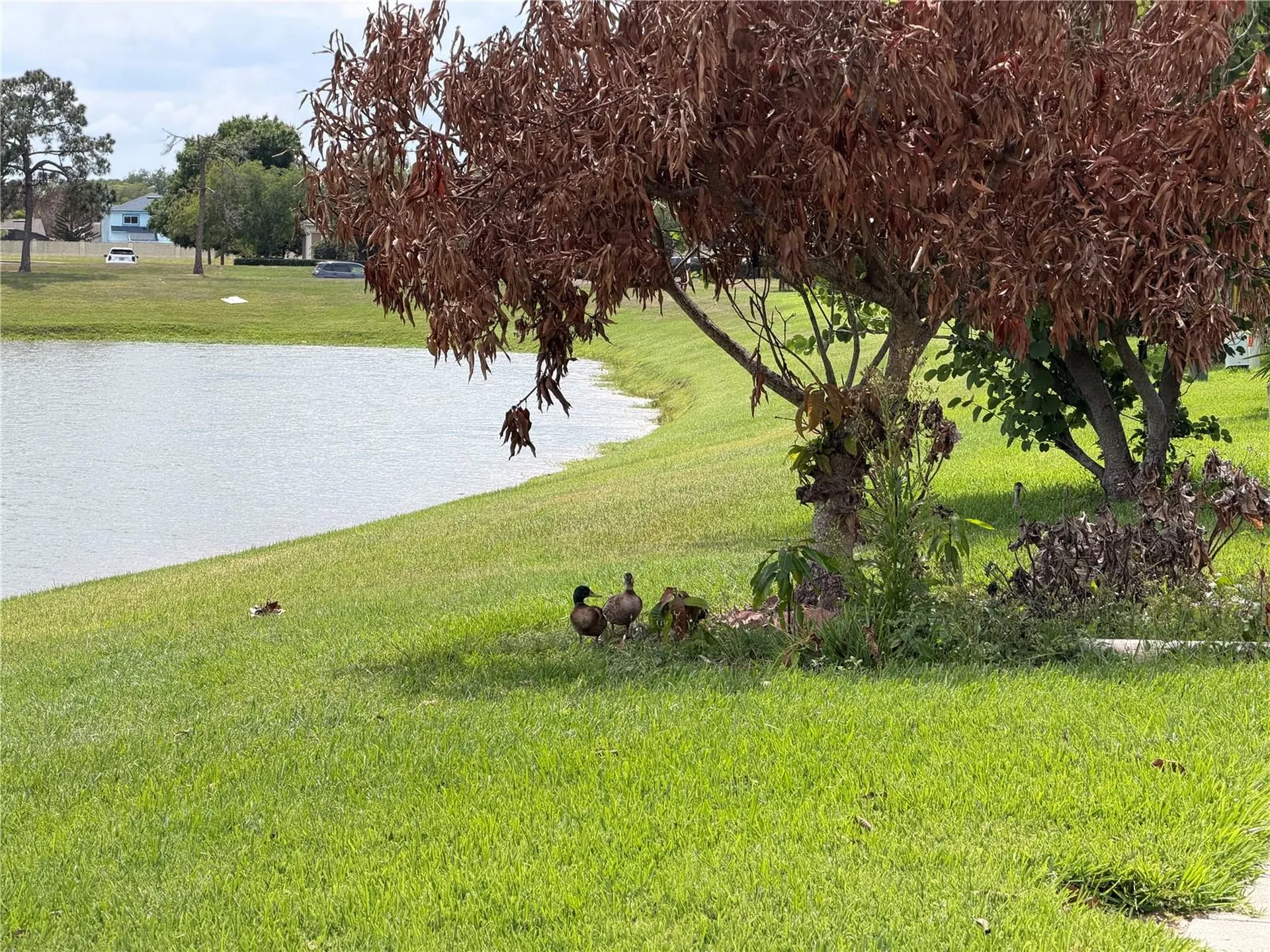 50 Lakepointe Circle Kissimmee FL 34743