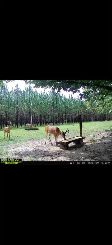 272 NE County Road 337 Trenton FL 32693