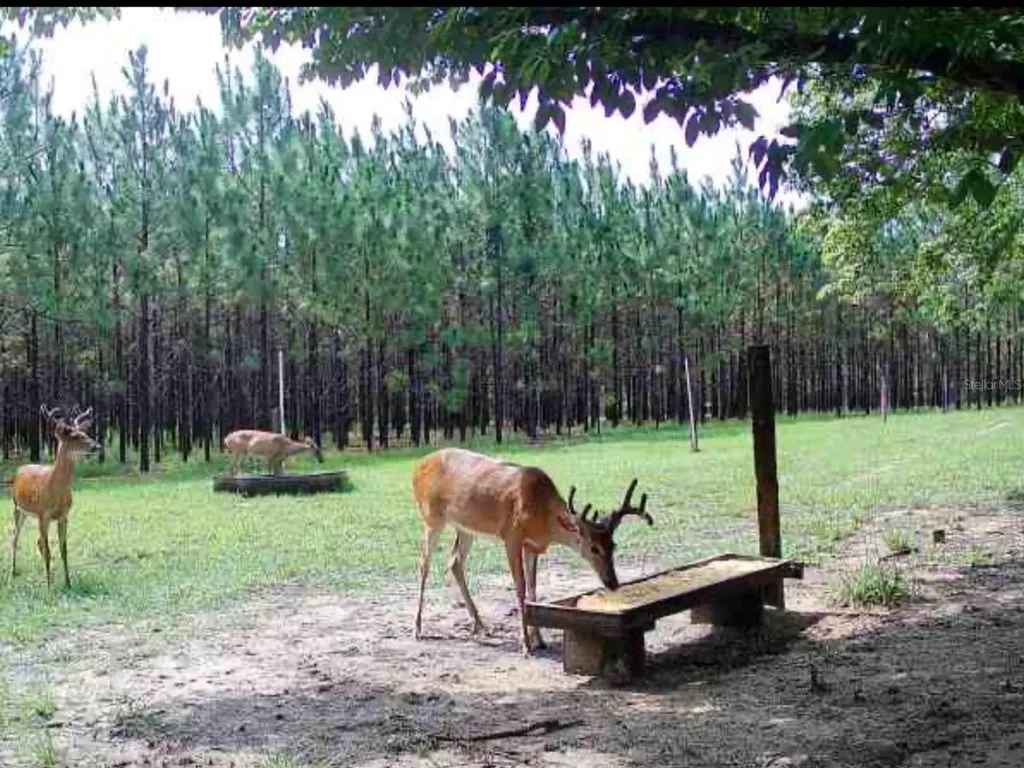 272 NE County Road 337 Trenton FL 32693