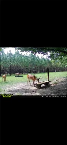 272 NE County Road 337 Trenton FL 32693
