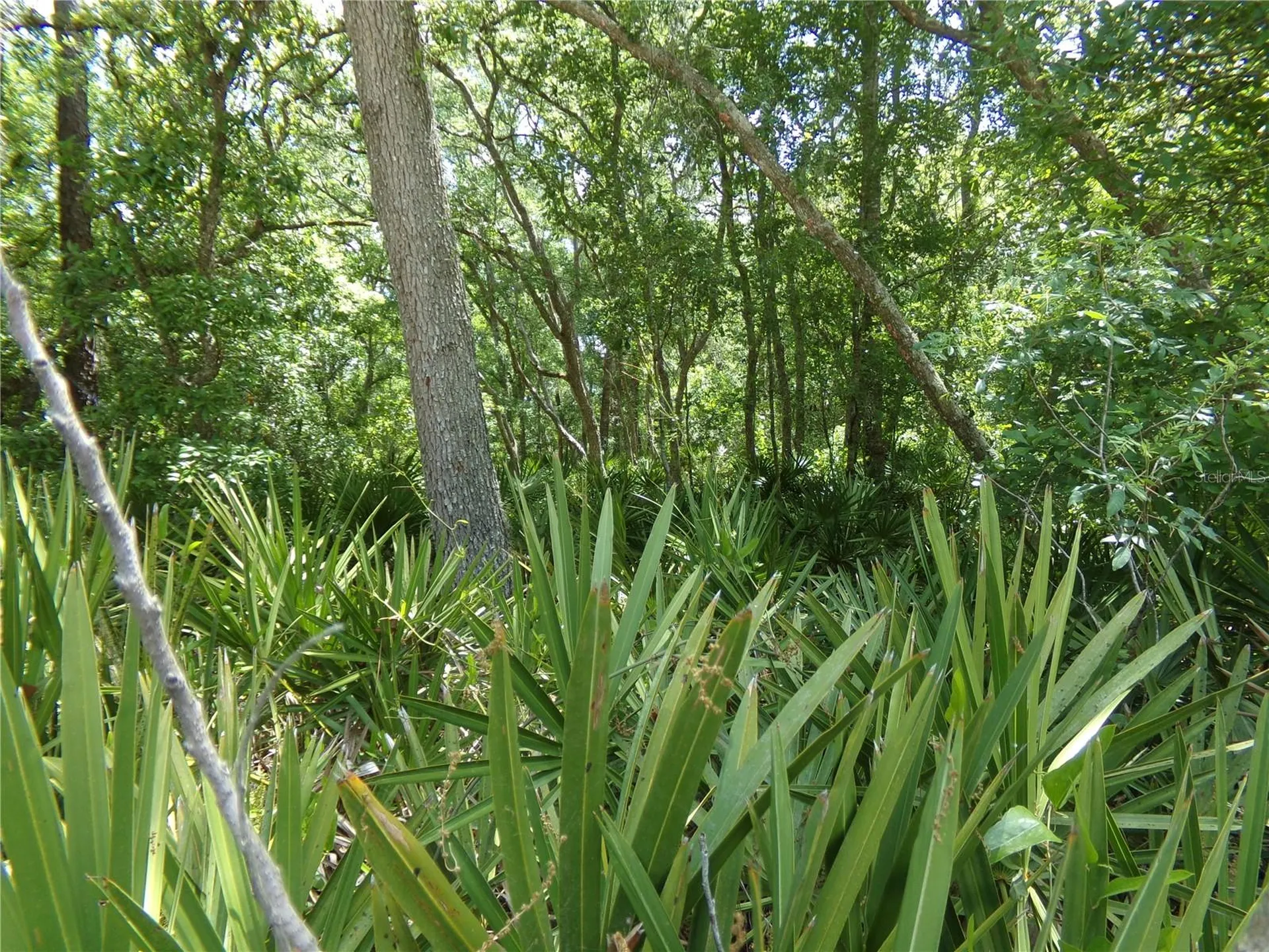 00 Cashew Drive Webster FL 33597