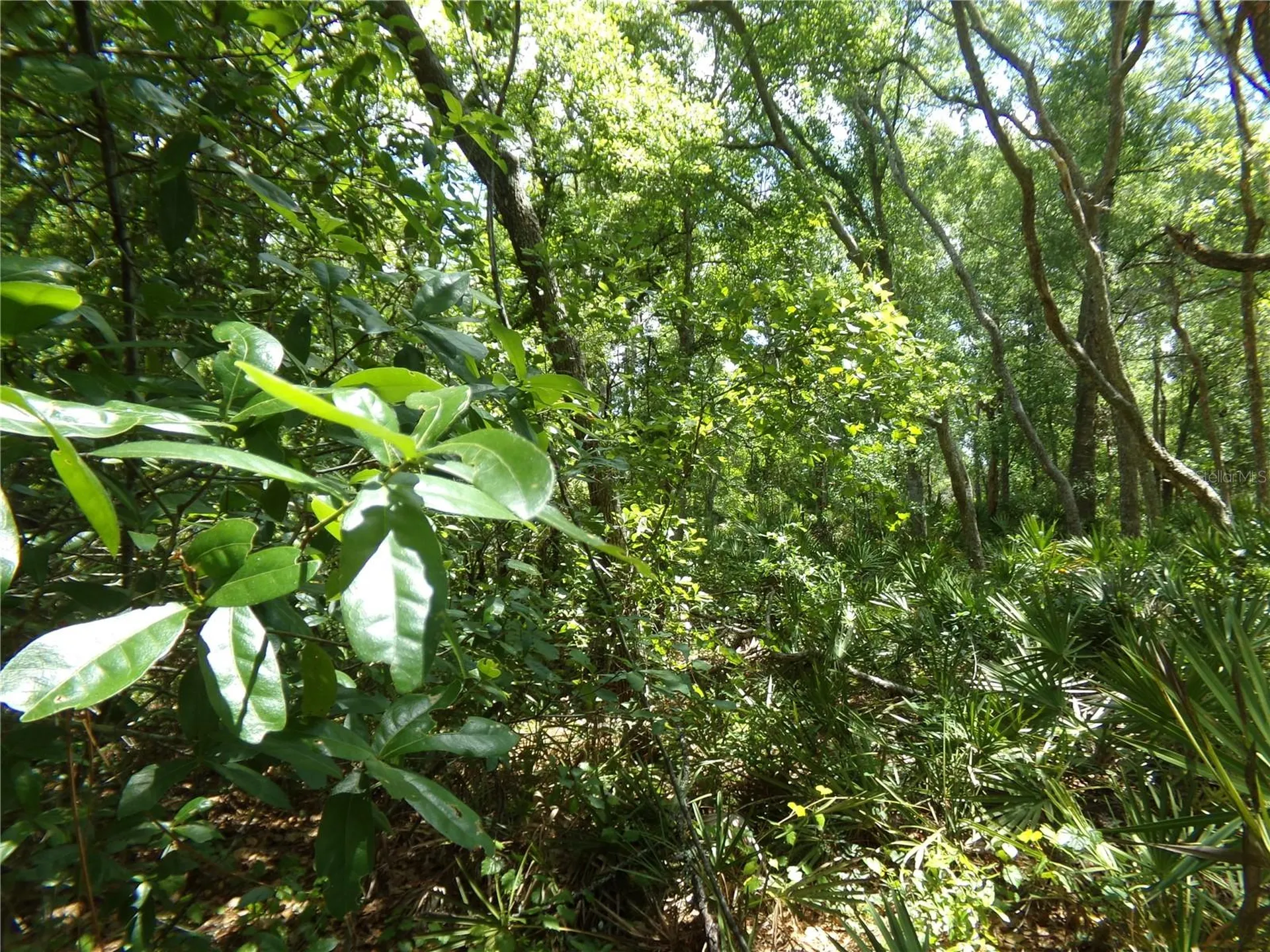 00 Cashew Drive Webster FL 33597