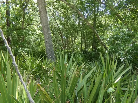 00 Cashew Drive Webster FL 33597