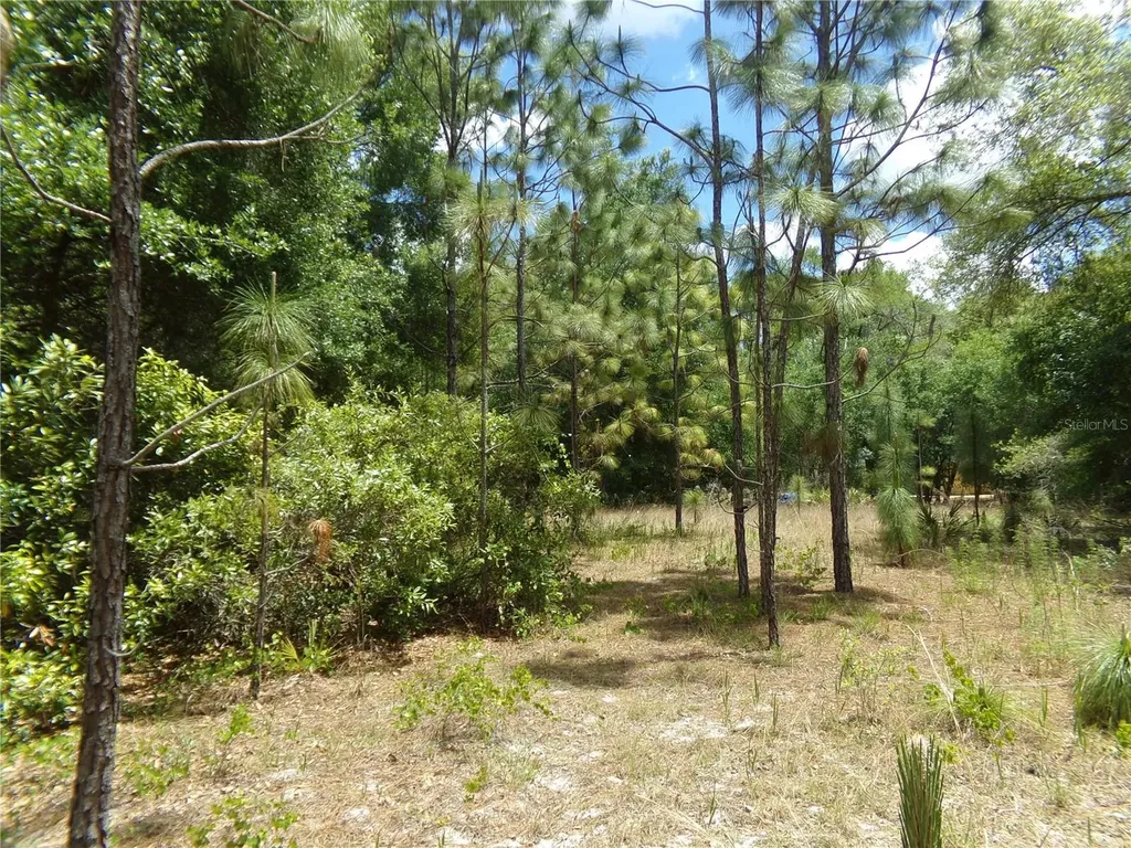 000 Norman Street Webster FL 33597