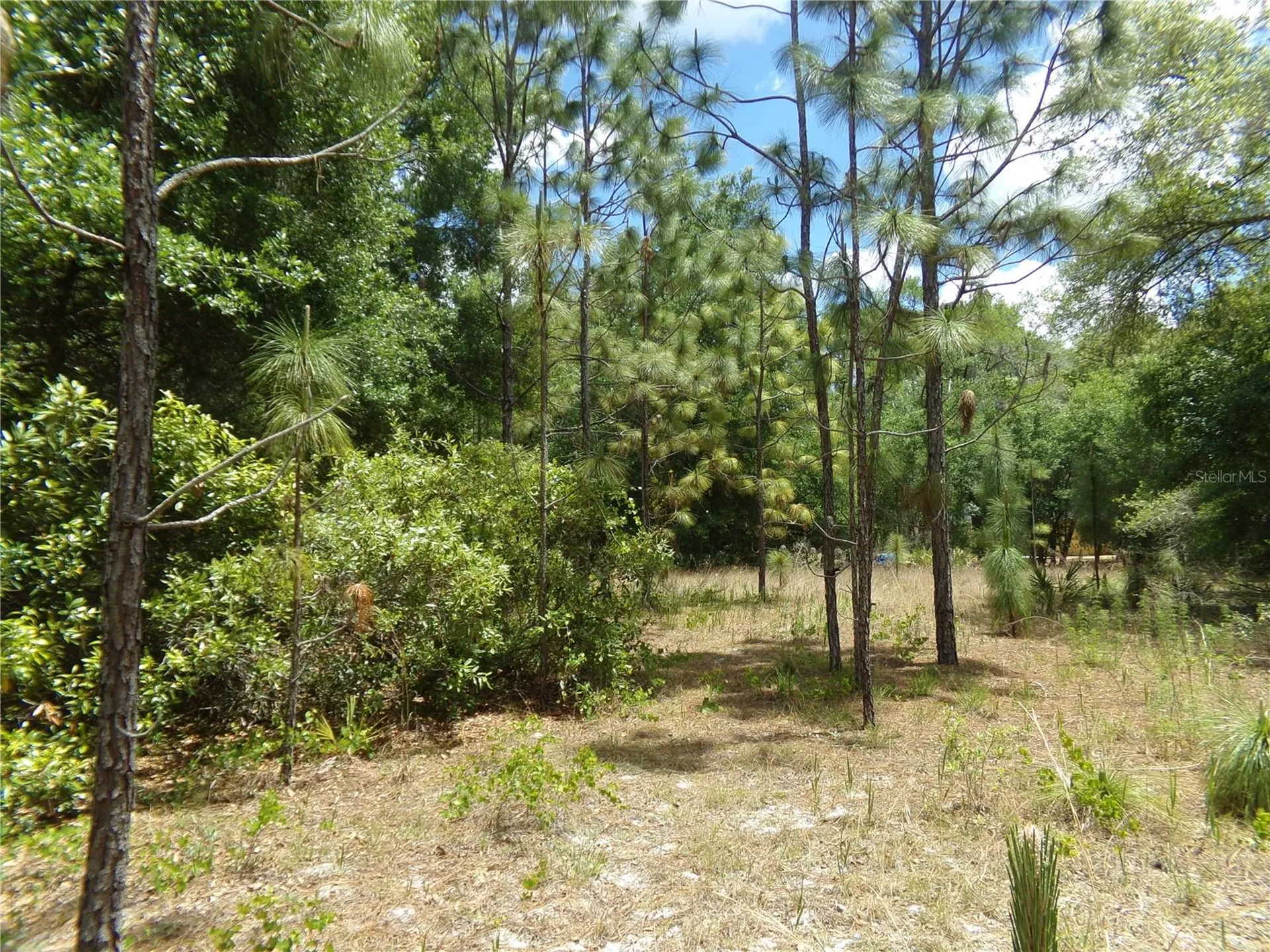000 Norman Street Webster FL 33597