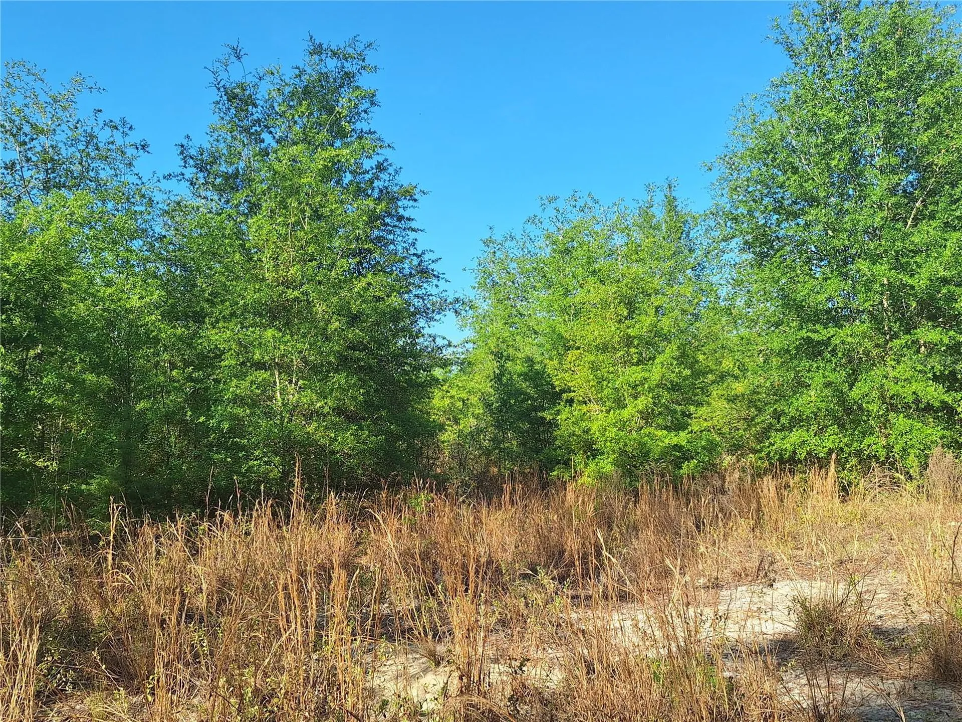 Tbd 000 NE 998th Avenue Branford FL 32008