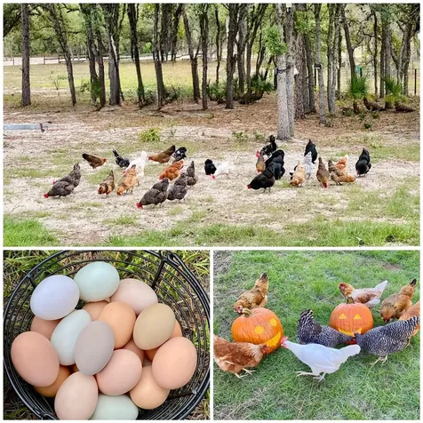 6254 W Peking Court Dunnellon FL 34433