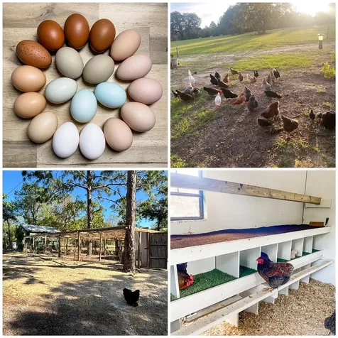 6254 W Peking Court Dunnellon FL 34433