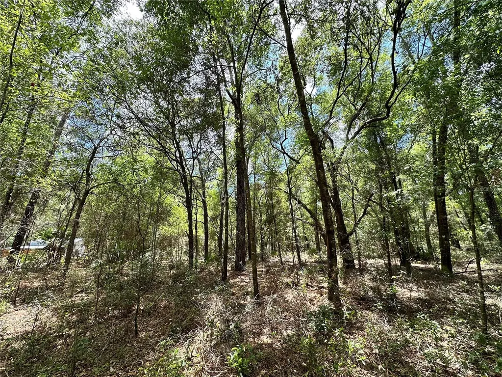 13070 NE 78th Place Bronson FL 32621