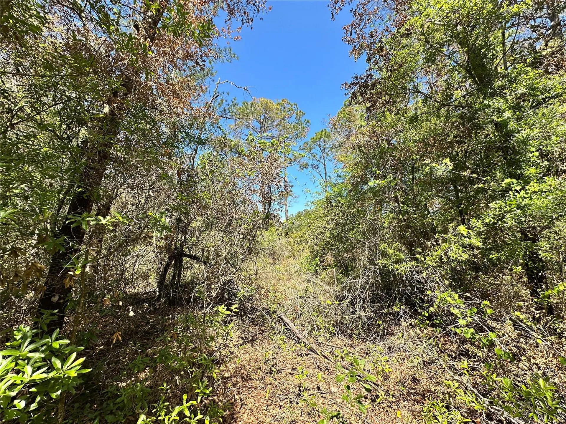 Tbd NE 128th Lane Bronson FL 32621