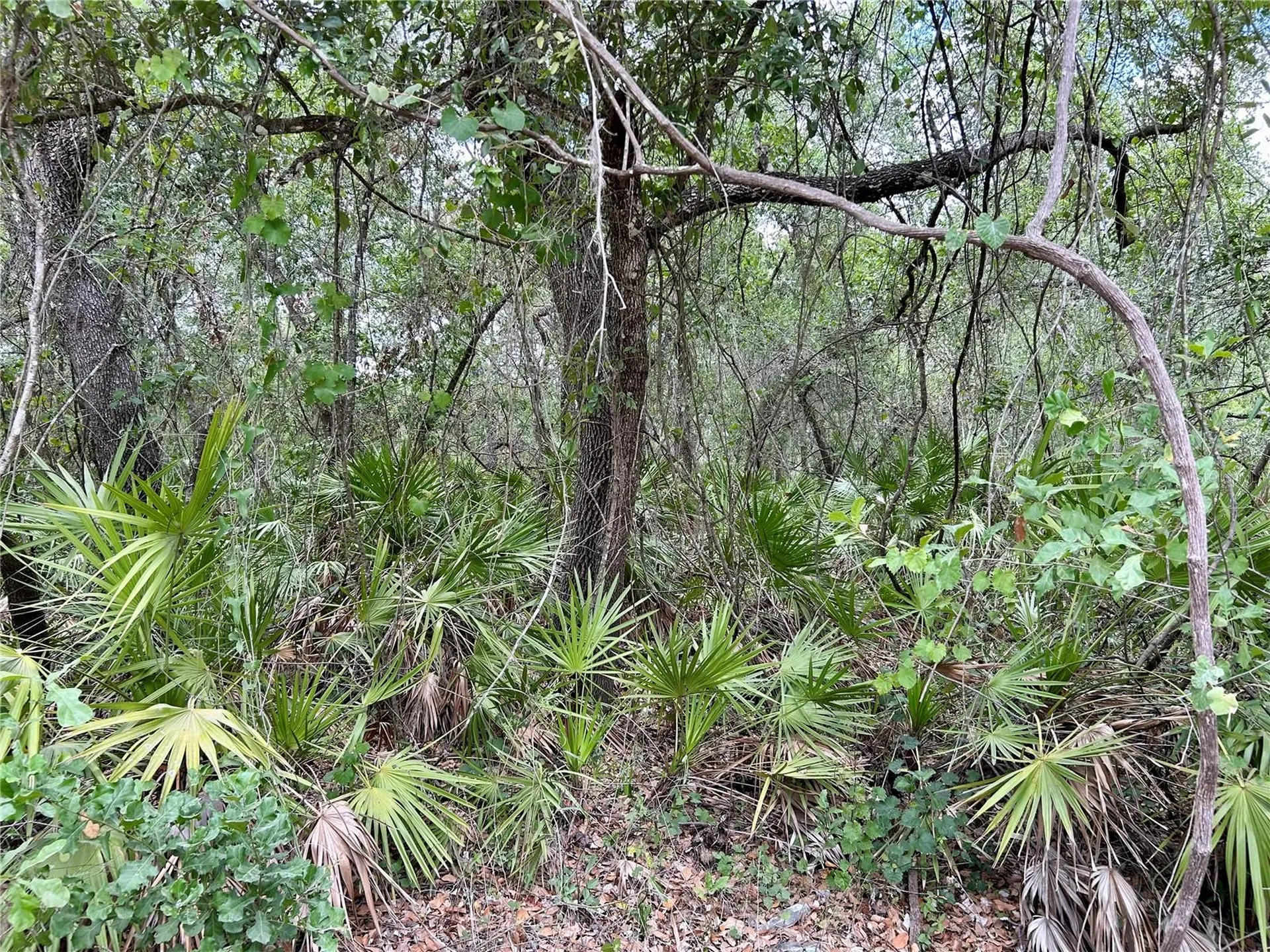 Bronco Drive Zolfo Springs FL 33890
