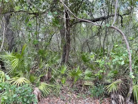Bronco Drive Zolfo Springs FL 33890
