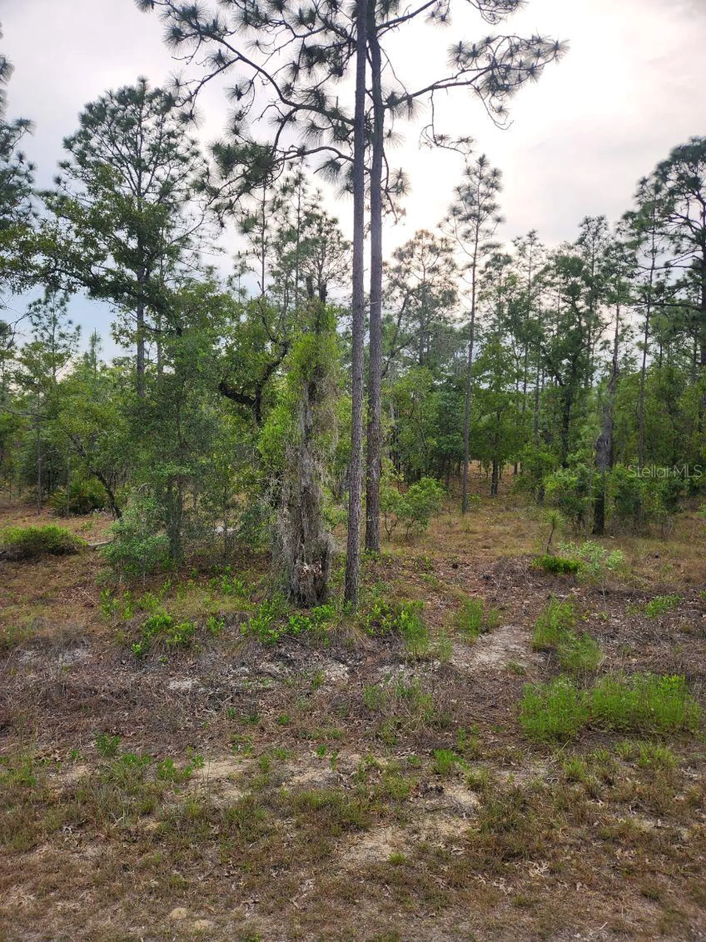00 SE 130th Court Dunnellon FL 34431