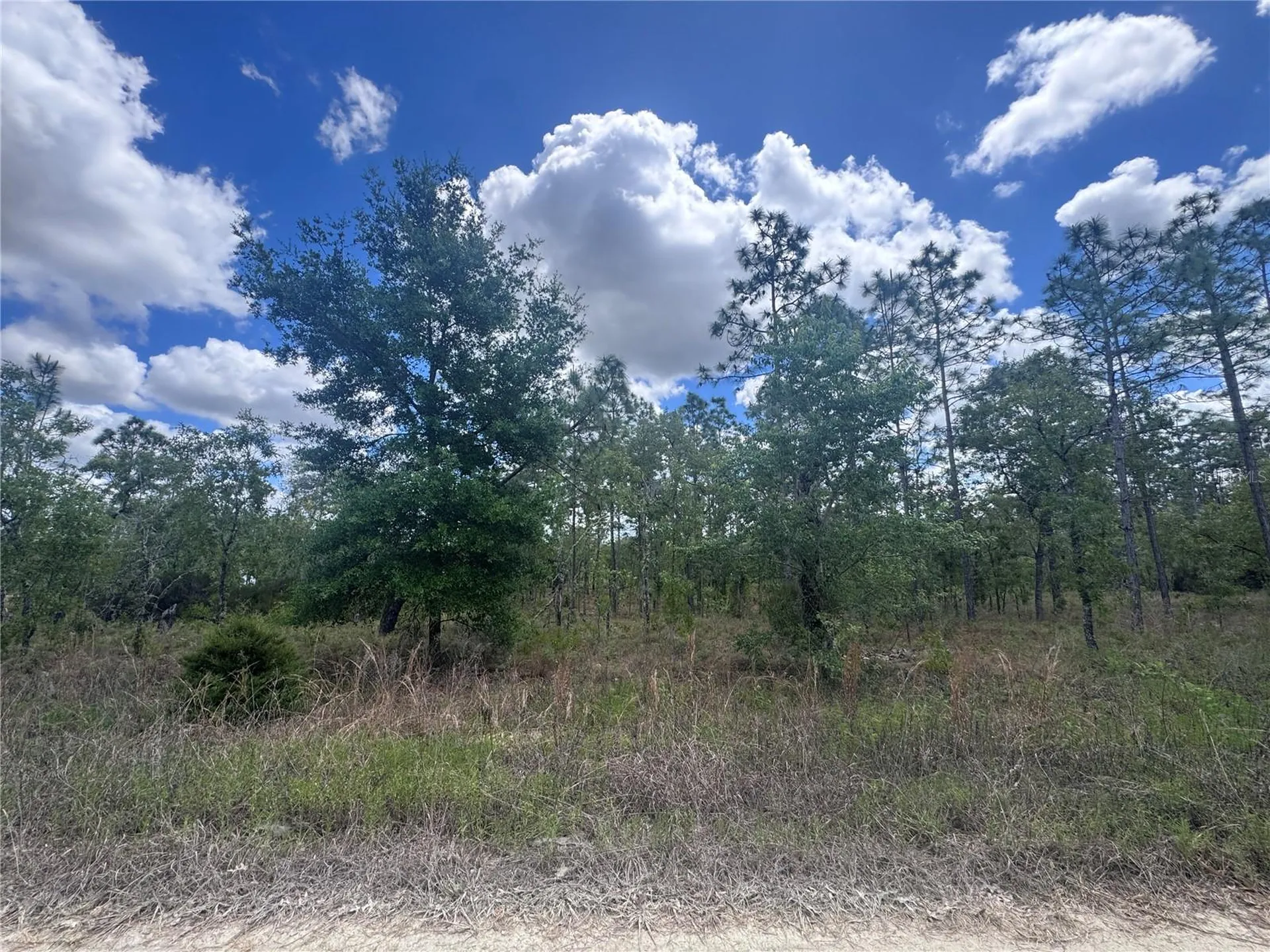 Tbd NE 15oth Court Williston FL 32696