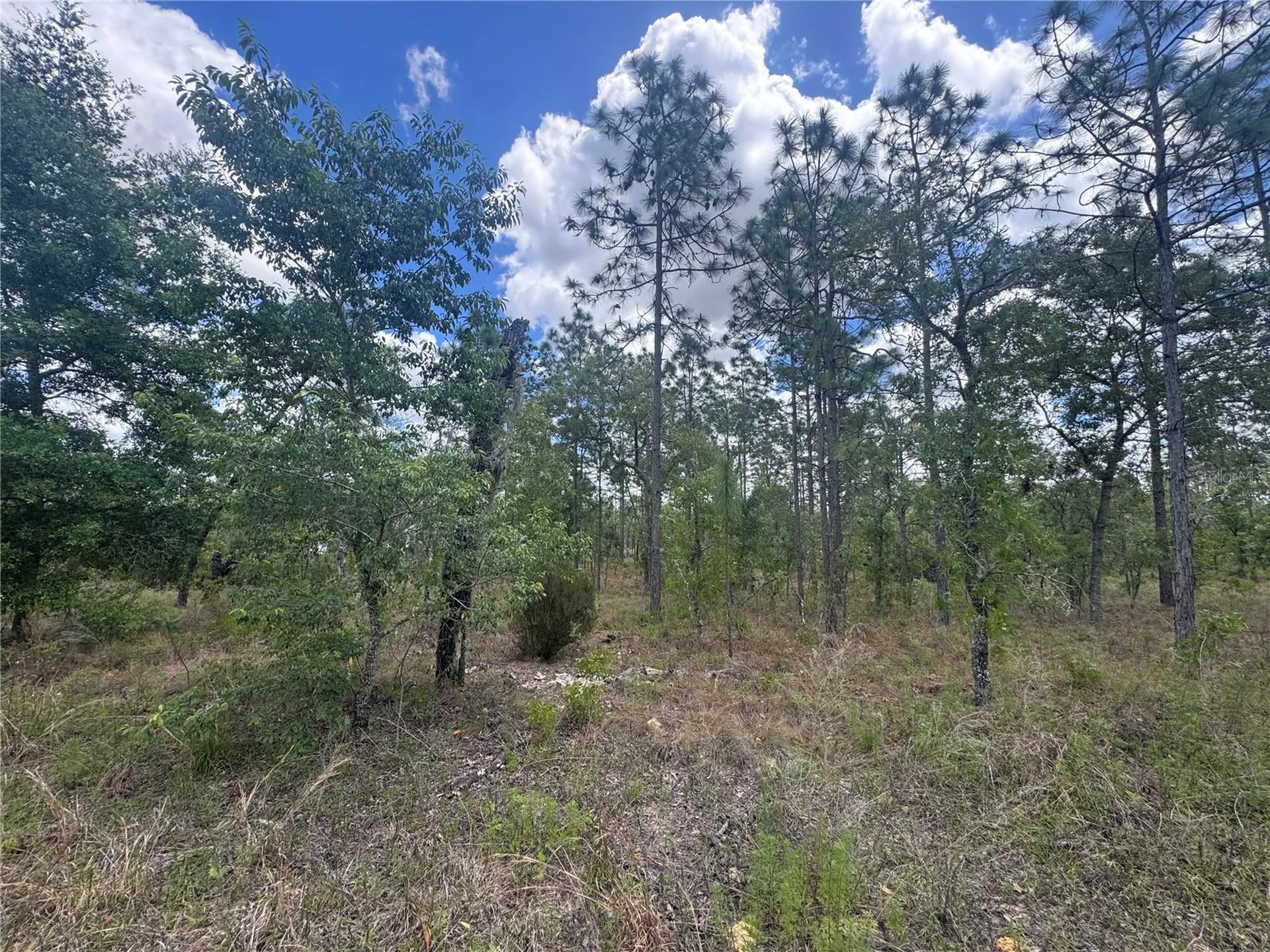 Tbd NE 15oth Court Williston FL 32696