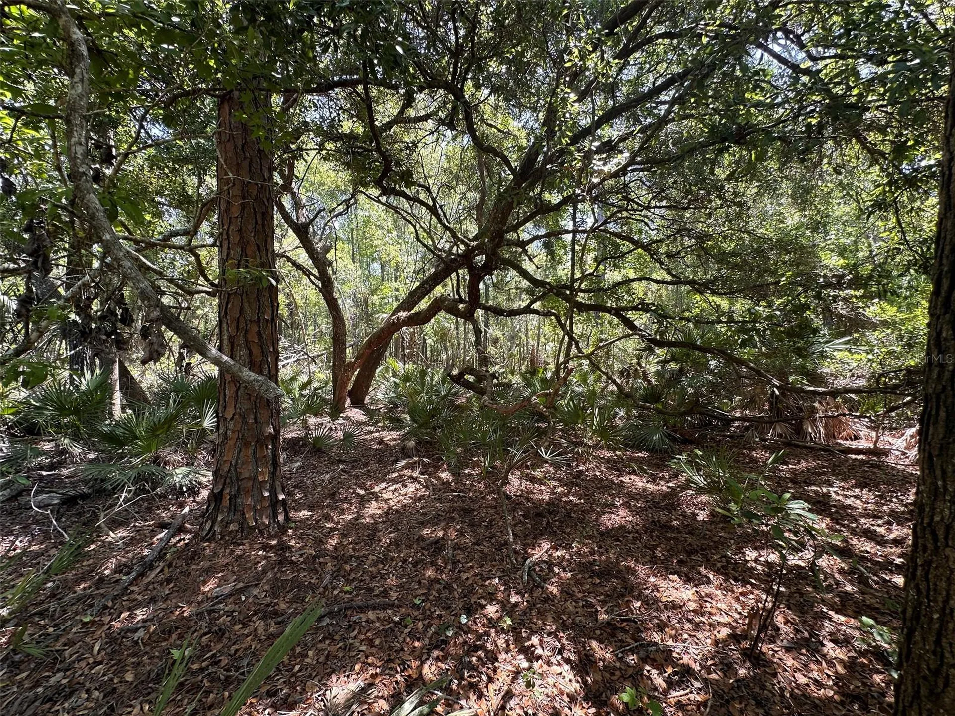 Tract 102 SW Cr-347 Chiefland FL 32644