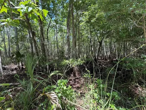 Tract 102 SW Cr-347 Chiefland FL 32644