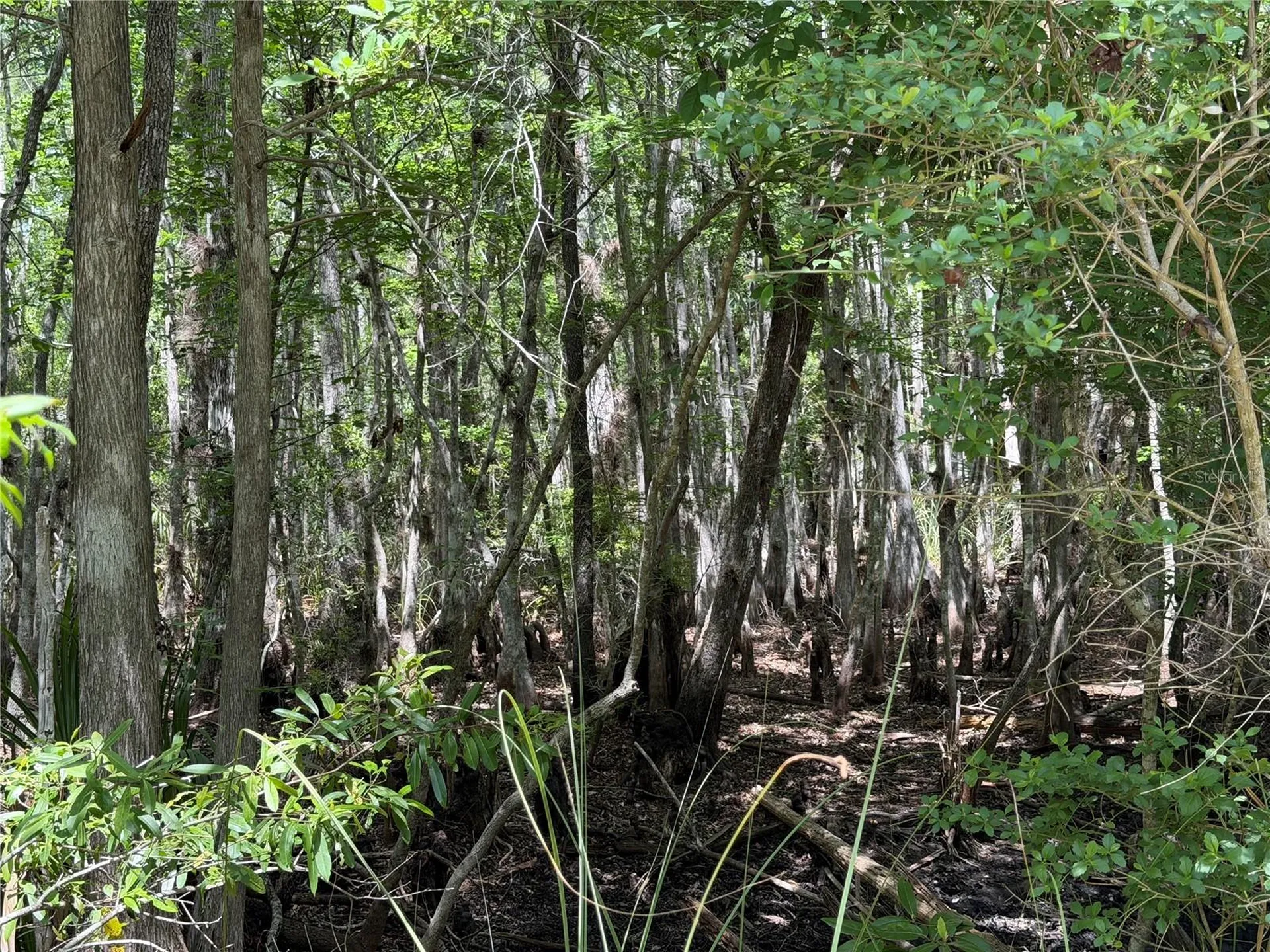 Tract 100 SW Cr-347 Chiefland FL 32644