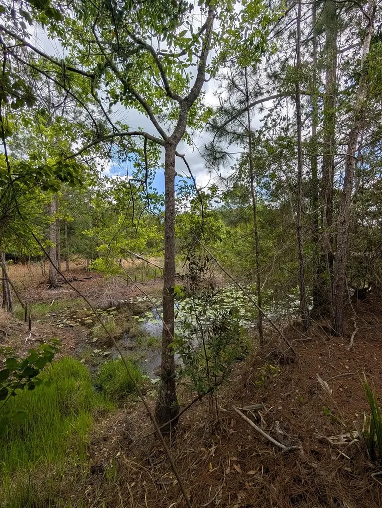 38521 Ilex Trail Eustis FL 32736