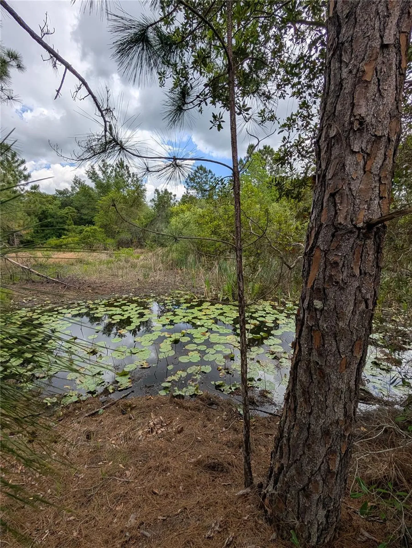 38521 Ilex Trail Eustis FL 32736