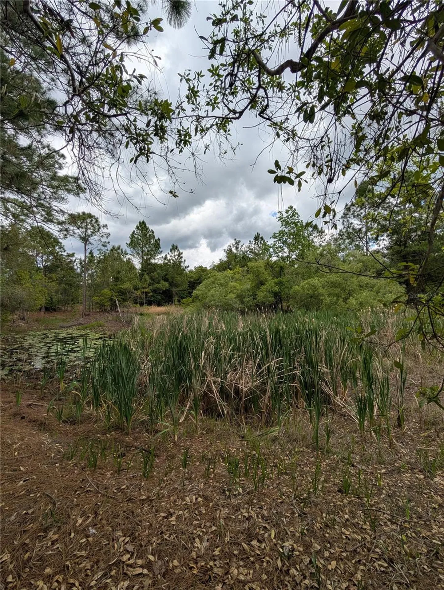 38521 Ilex Trail Eustis FL 32736