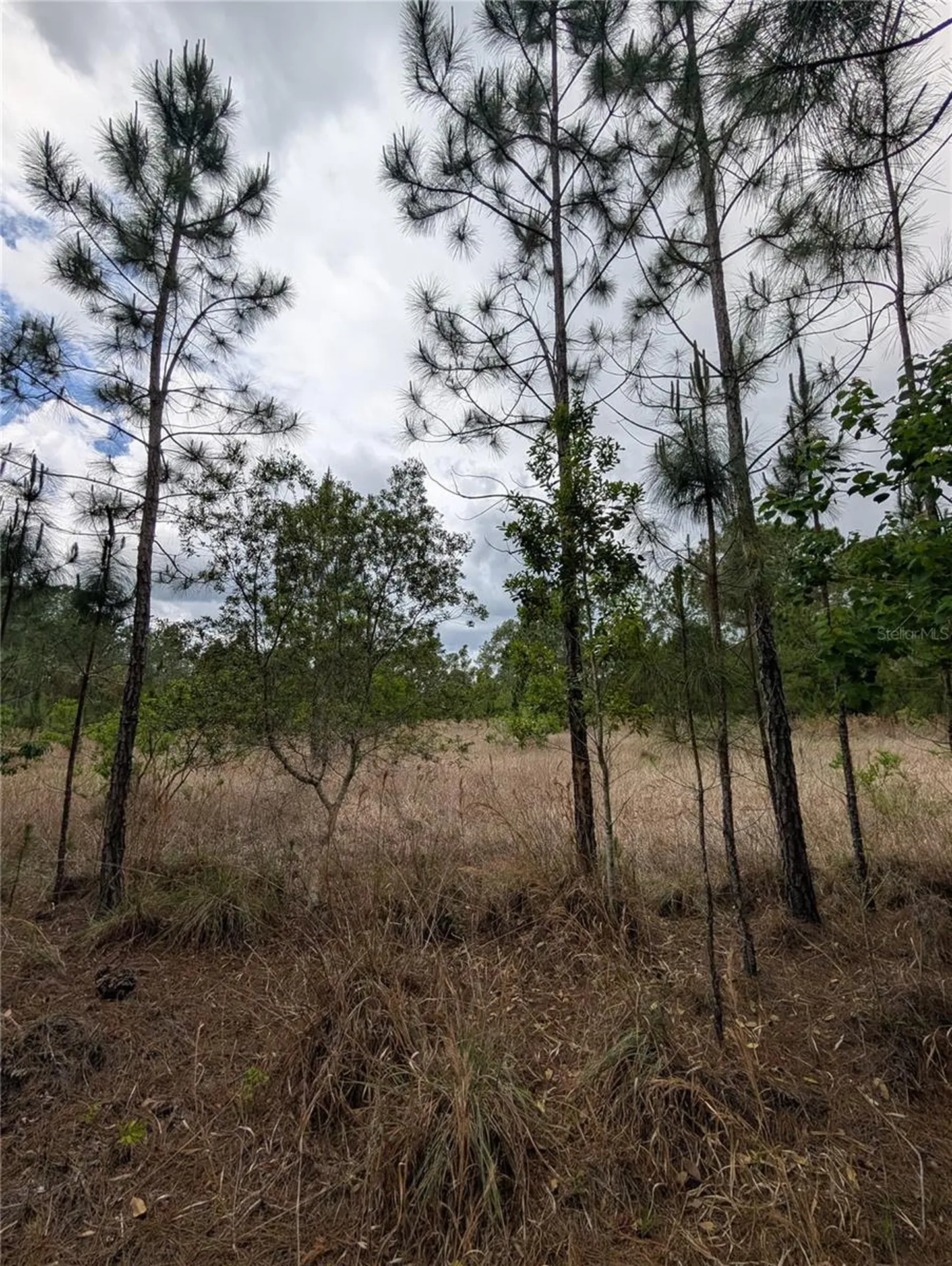 38521 Ilex Trail Eustis FL 32736