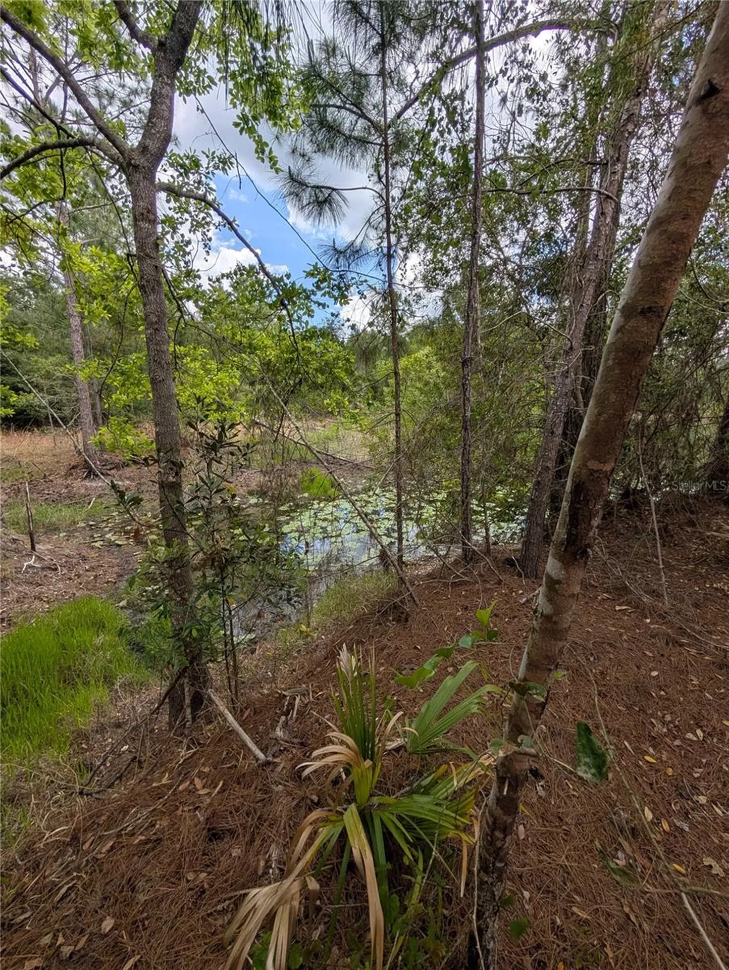 38521 Ilex Trail Eustis FL 32736