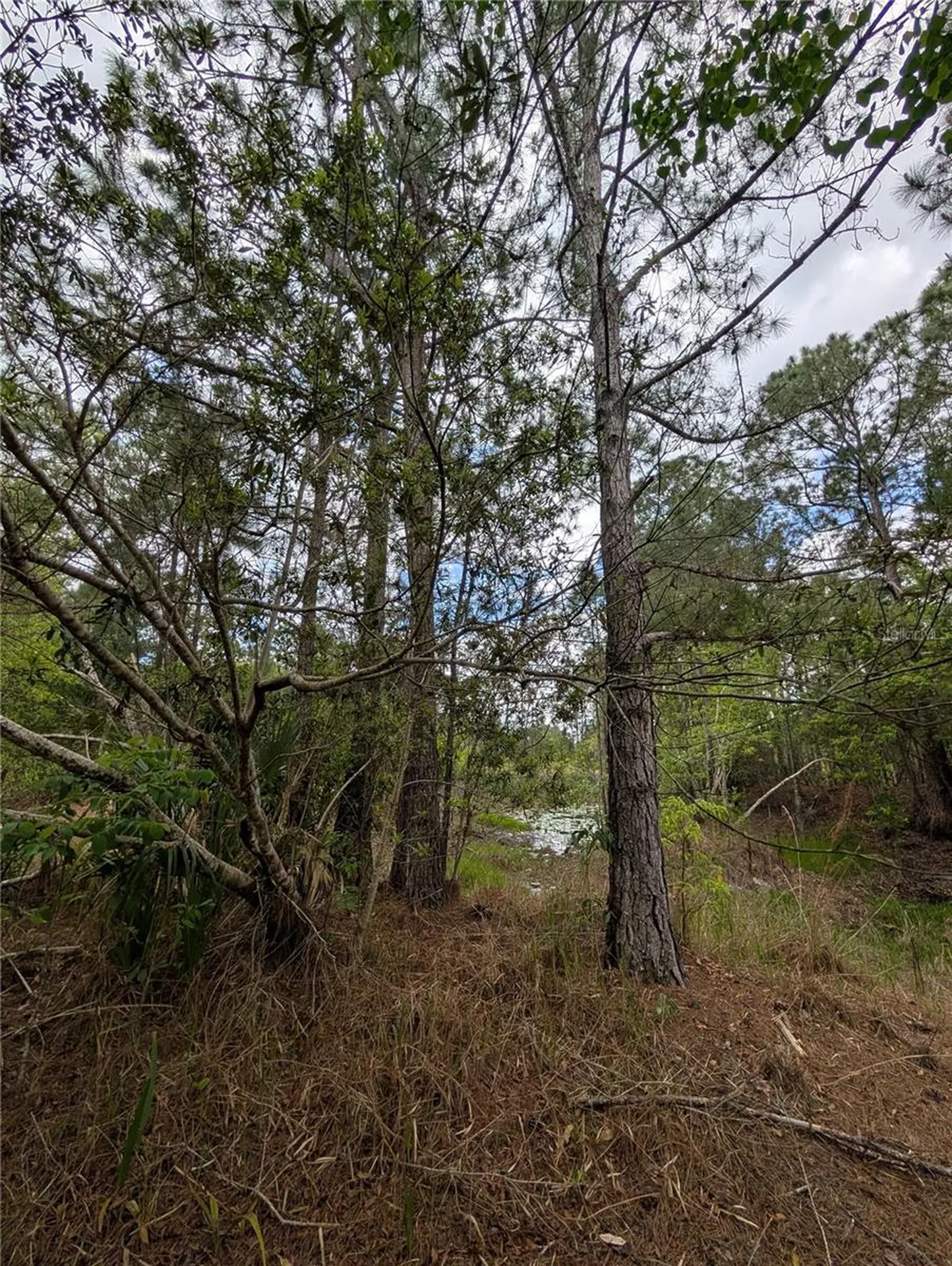38521 Ilex Trail Eustis FL 32736