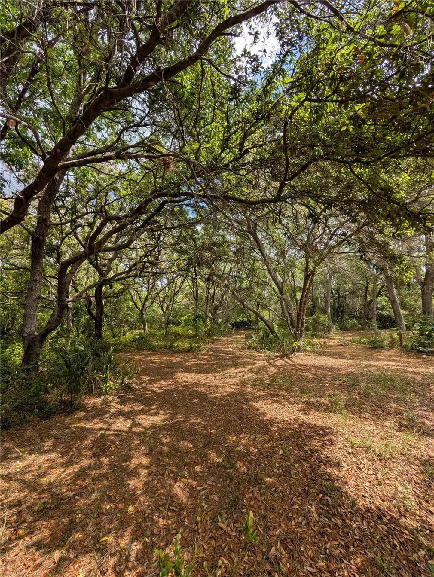 38521 Ilex Trail Eustis FL 32736