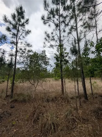 38521 Ilex Trail Eustis FL 32736