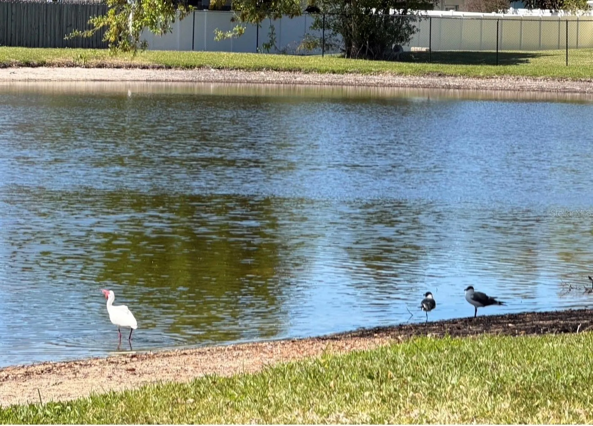 3815 N Oak Drive Tampa FL 33611