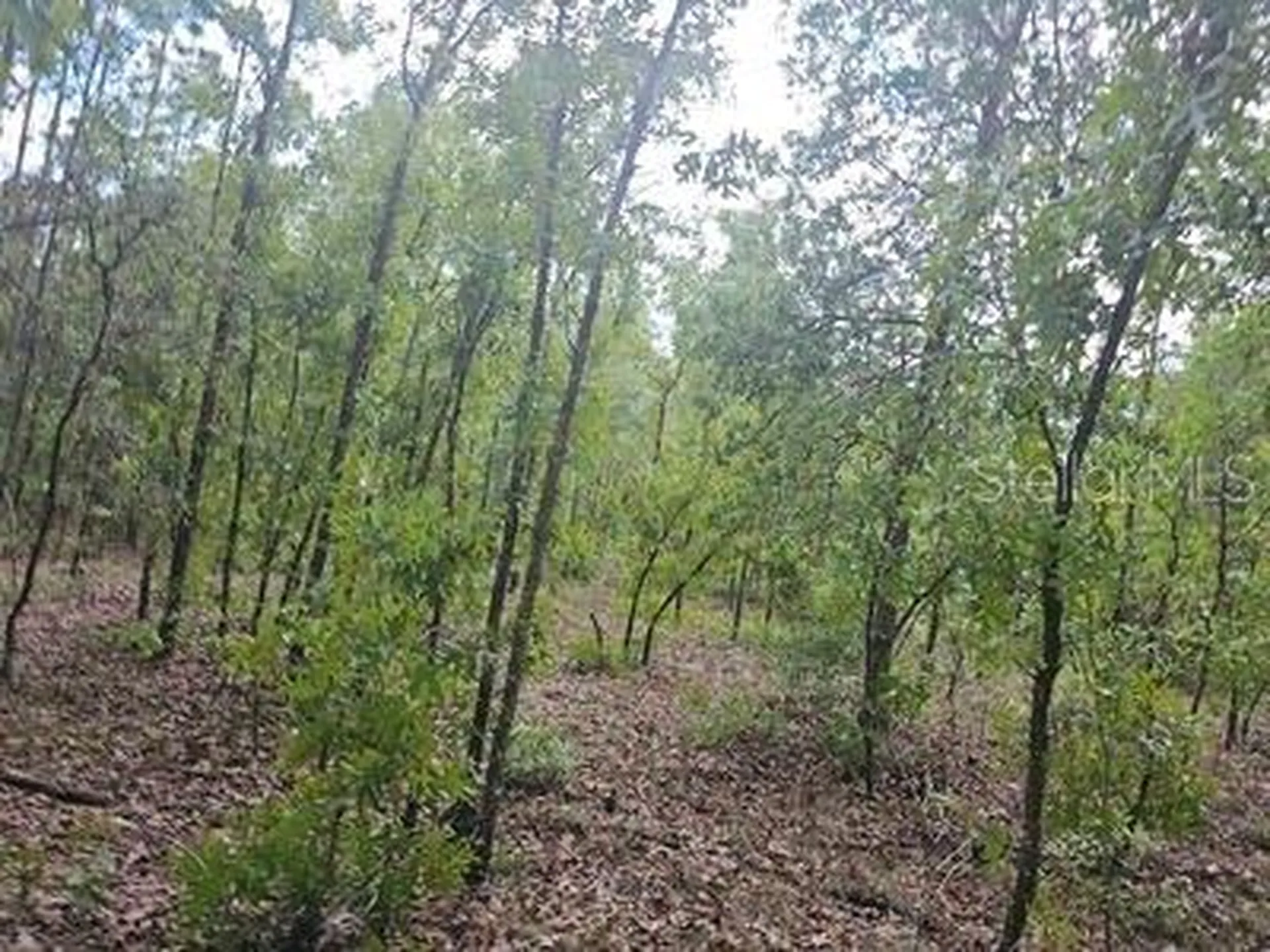 00 SW 90 Street Dunnellon FL 34432