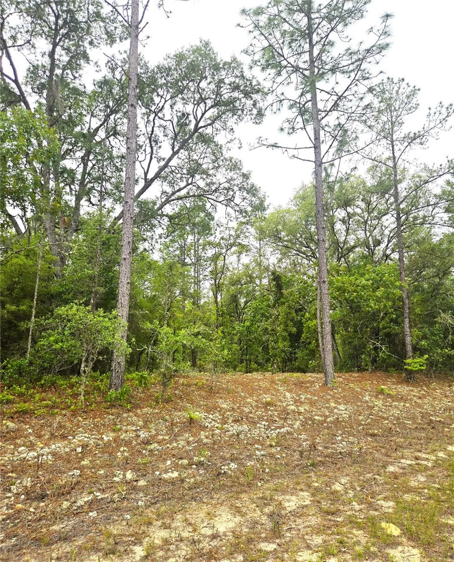 576 E Nemo Drive Dunnellon FL 34434