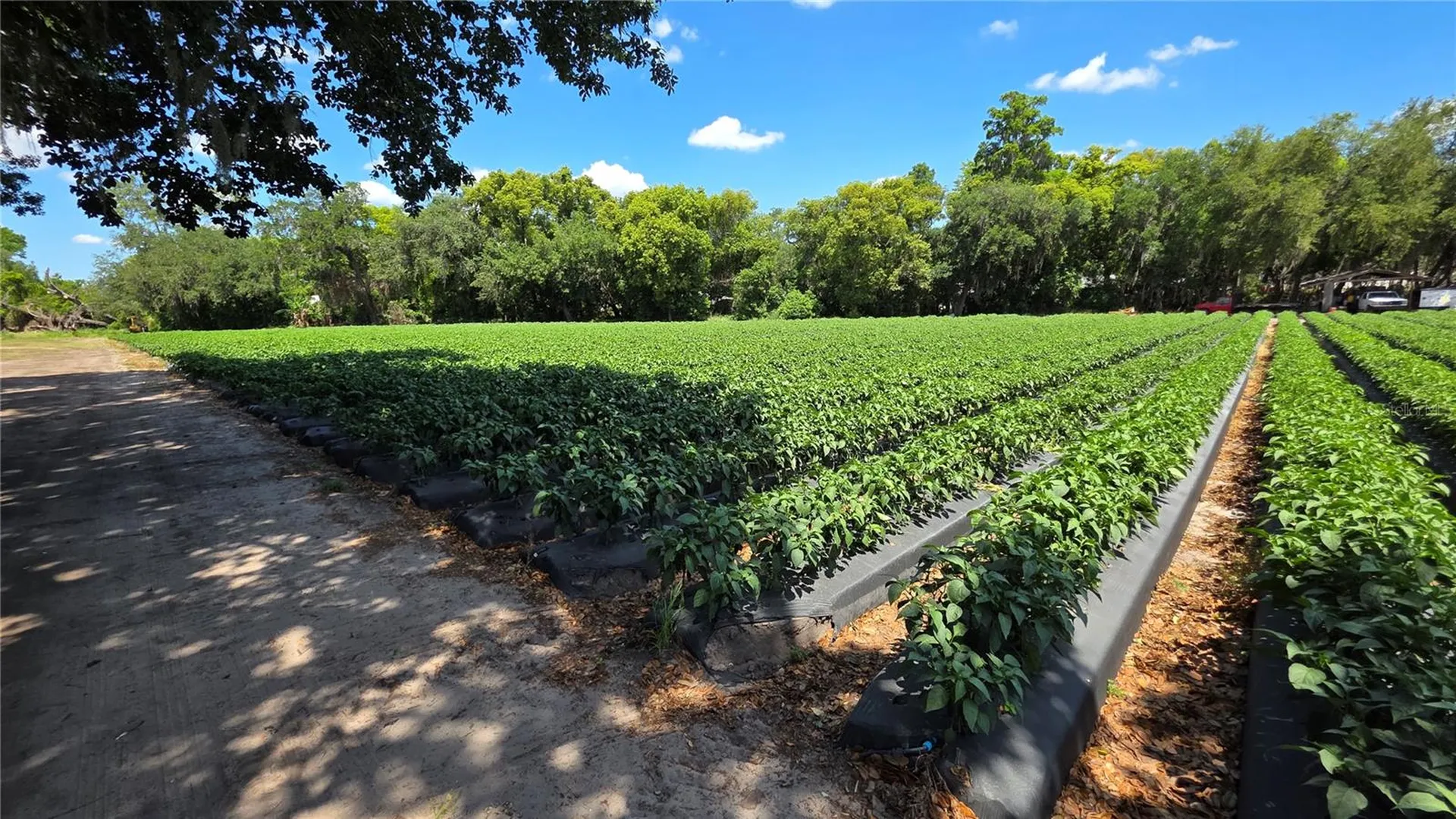 Gallagher Road Dover FL 33527