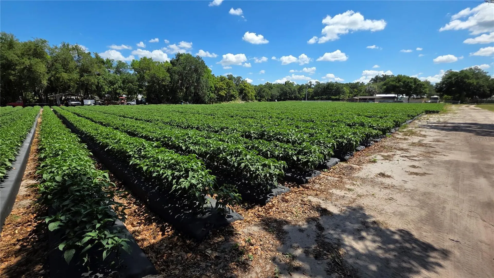 Gallagher Road Dover FL 33527