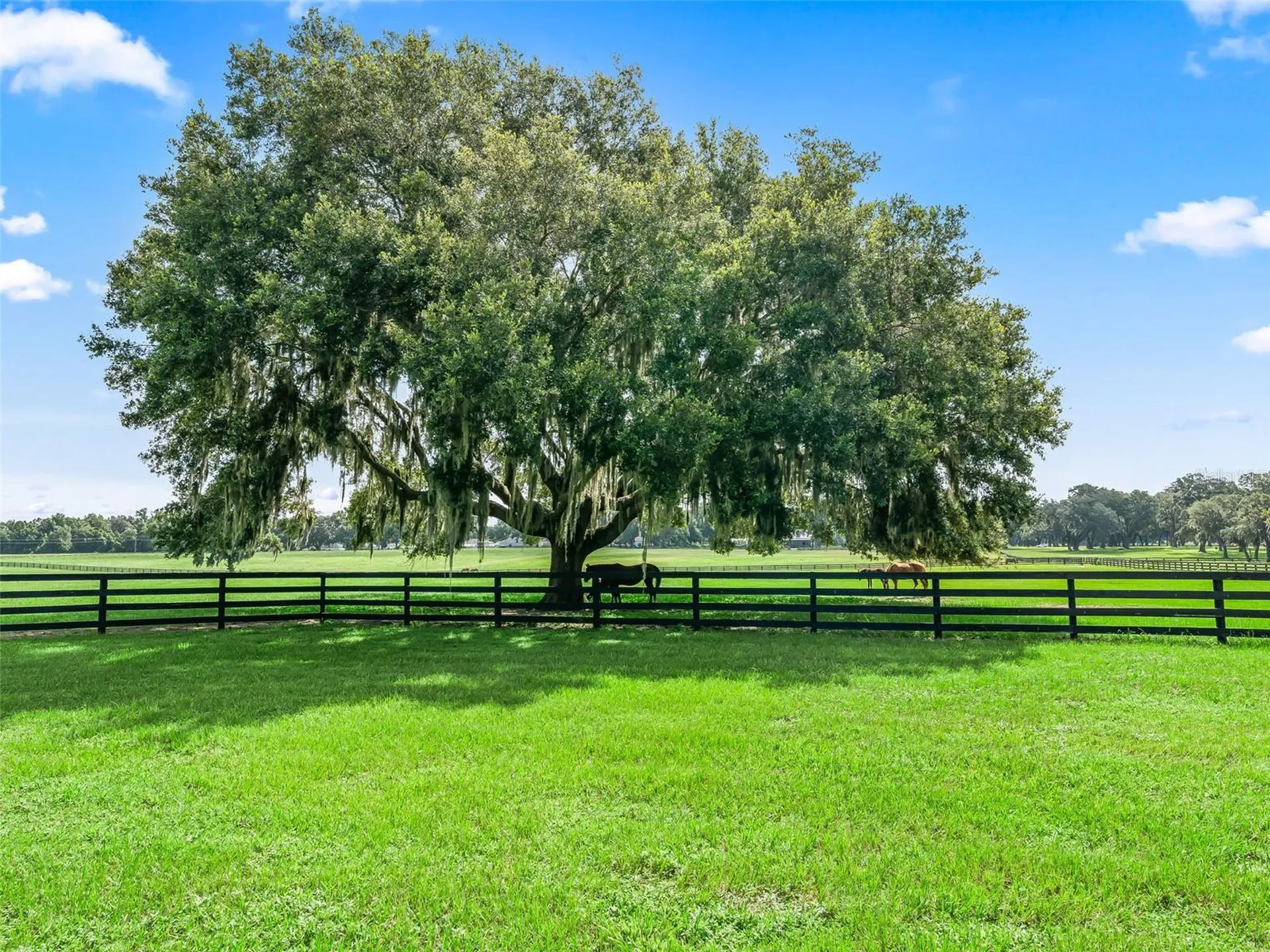 15351 SE 57th Terrace Summerfield FL 34491
