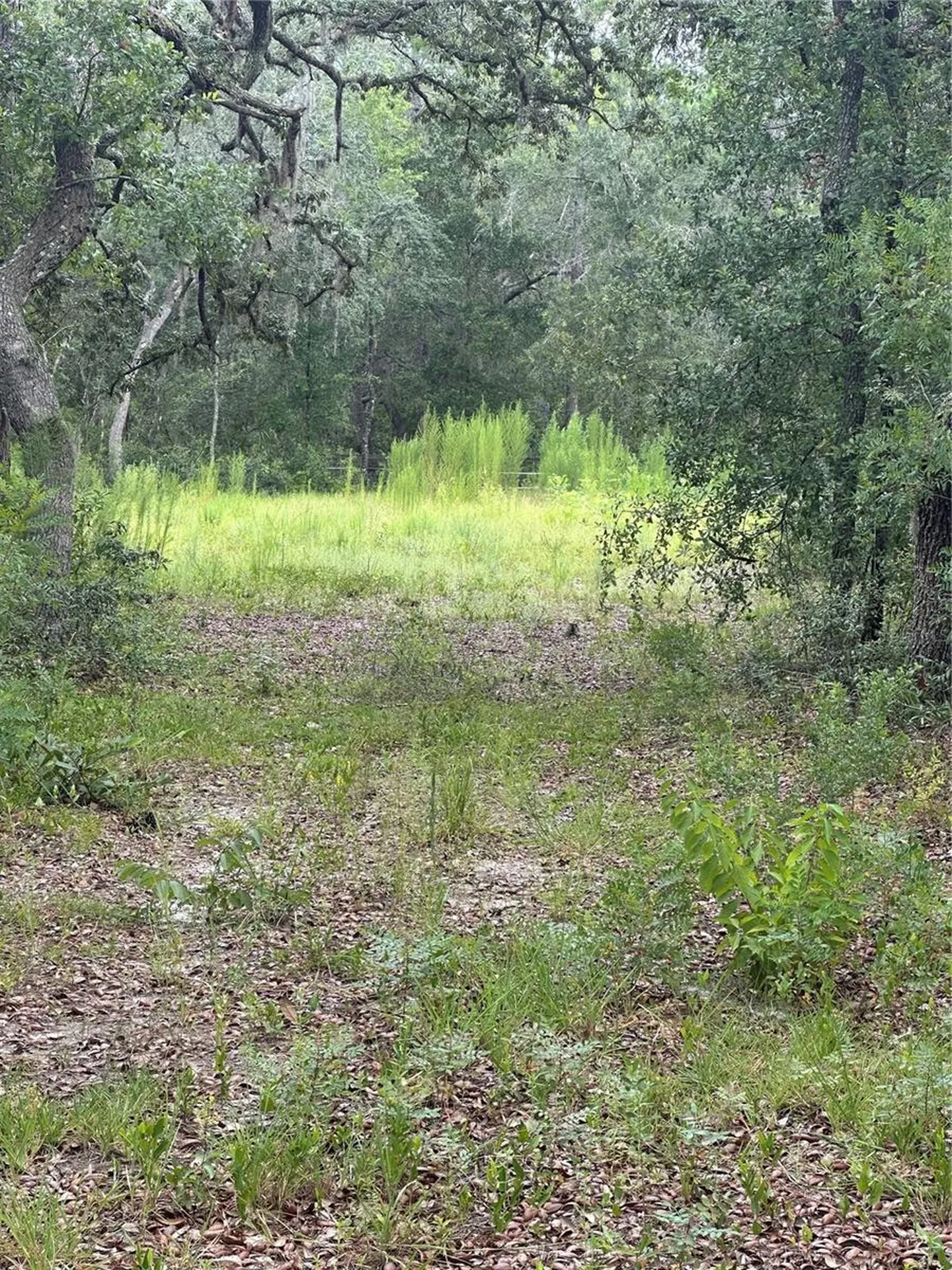 5730 SE County Road 337 Morriston FL 32668