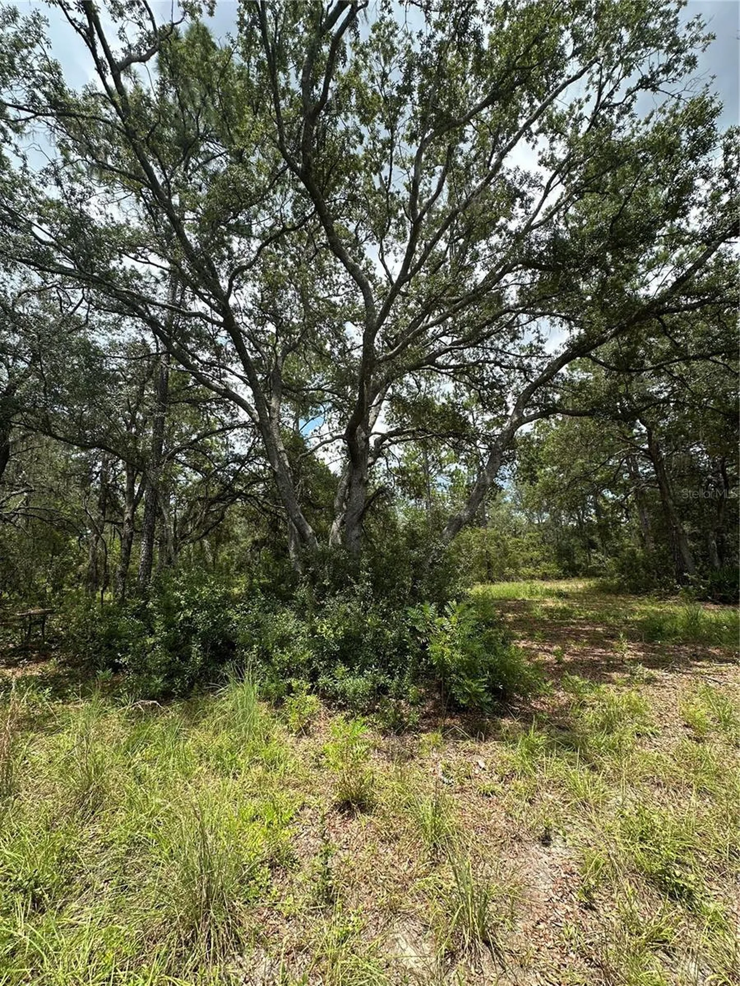 5730 SE County Road 337 Morriston FL 32668
