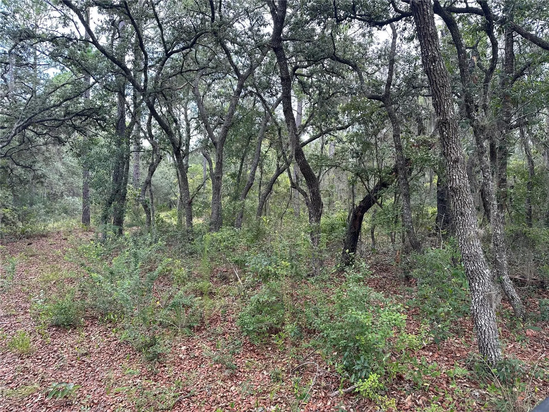 5730 SE County Road 337 Morriston FL 32668