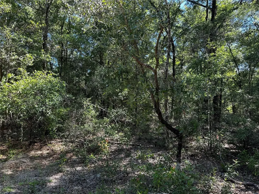 Tbd NE 81st Street Bronson FL 32621