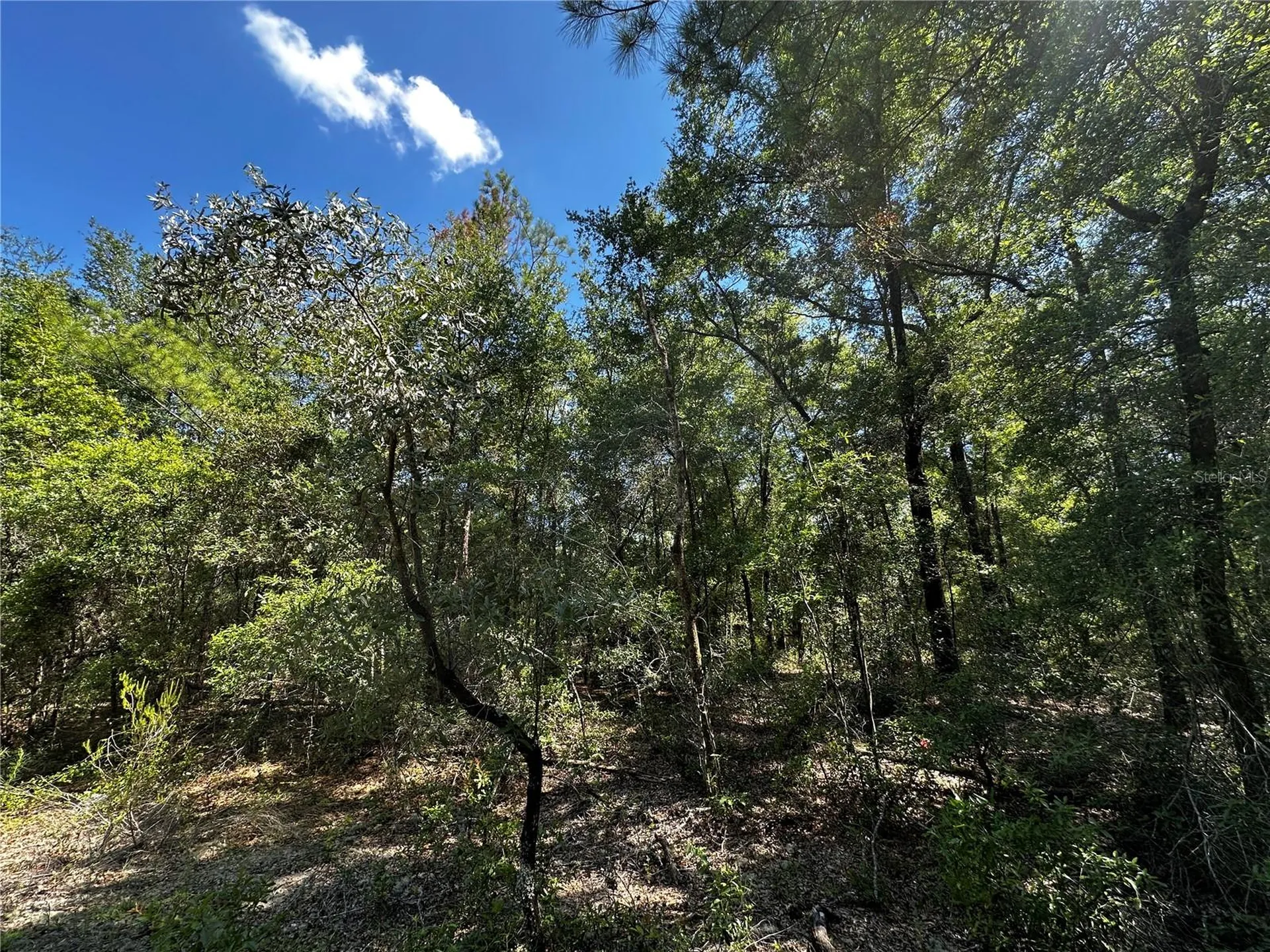 Tbd NE 81st Street Bronson FL 32621