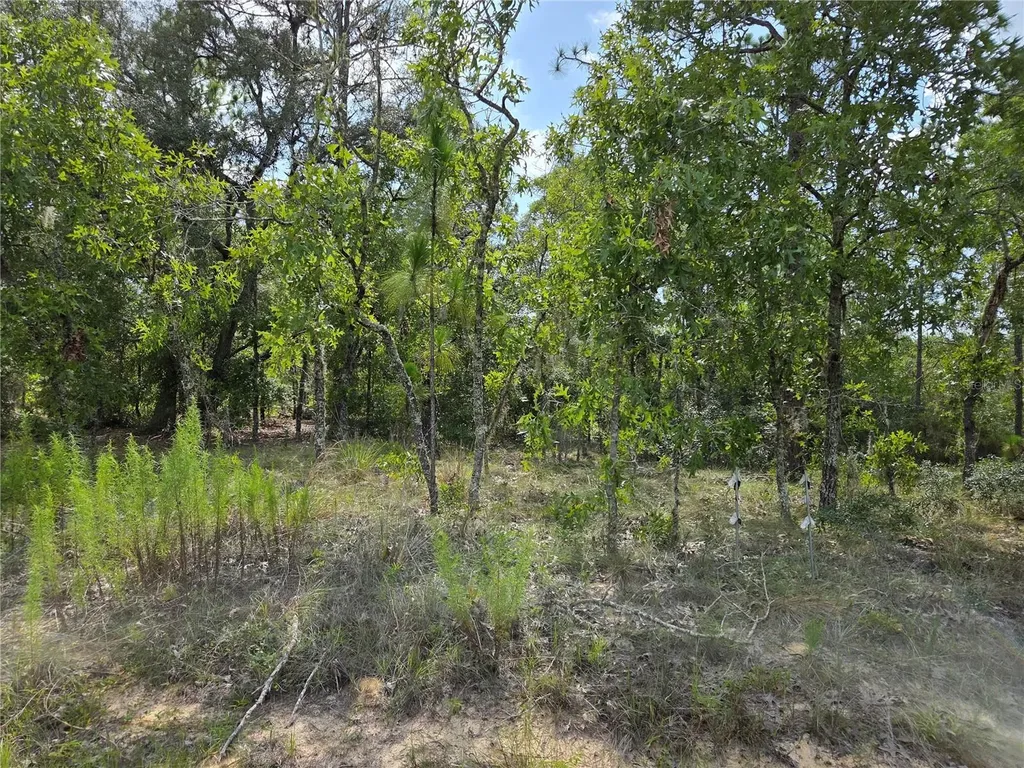 0000 NE 150th Avenue Williston FL 32696