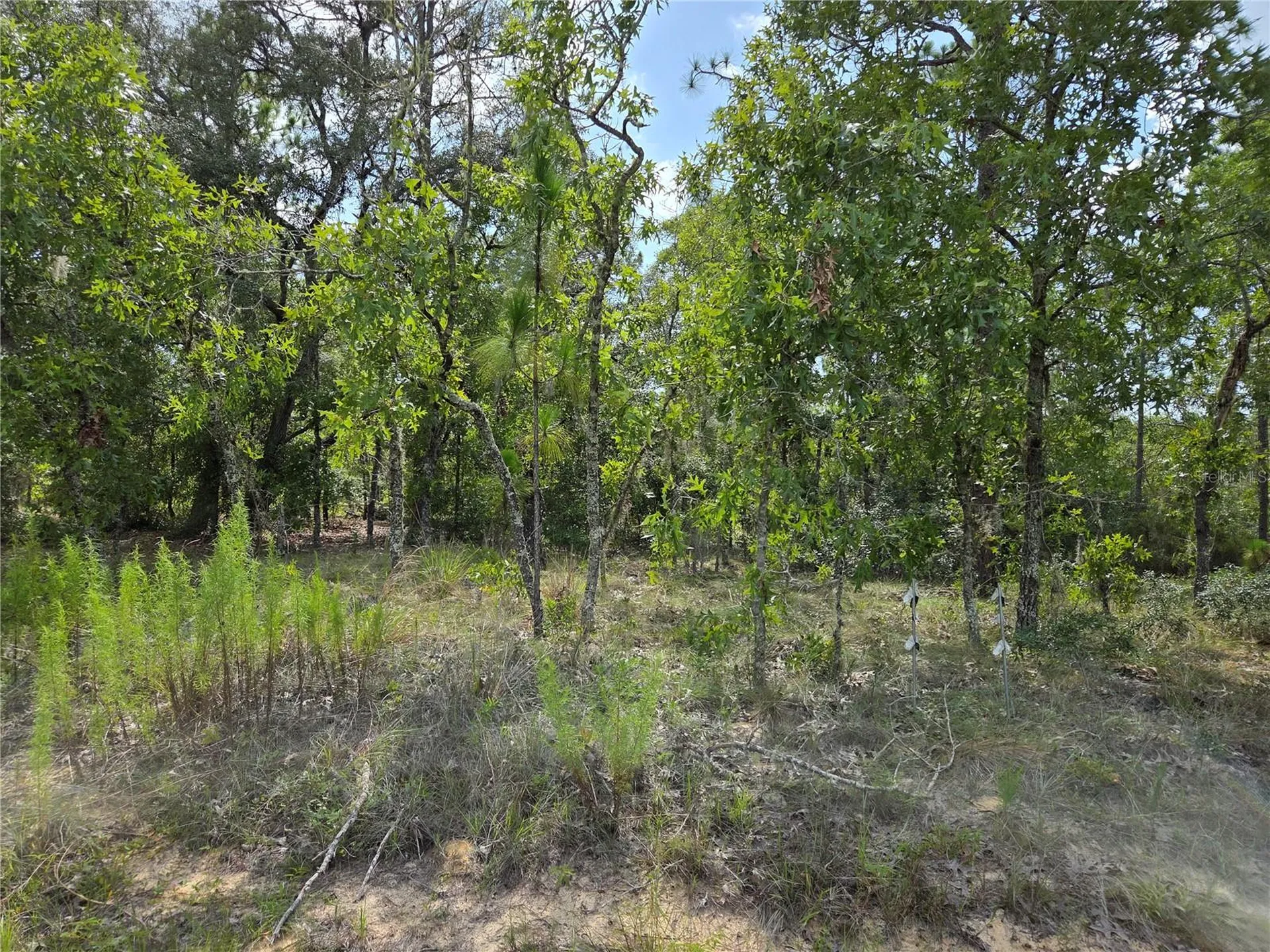 0000 NE 150th Avenue Williston FL 32696
