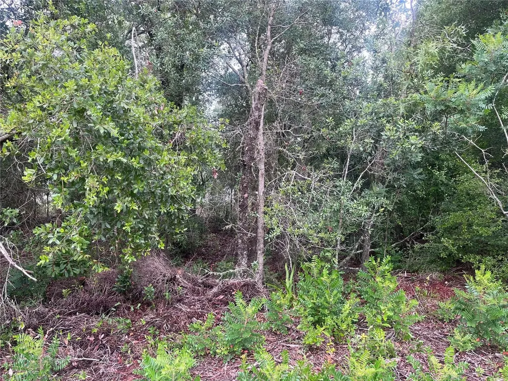 11060 N Iron Drive Citrus Springs FL 34434