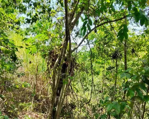 Hacienda De Cidra, Rabanal Parcela #32 Cidra PR 00739