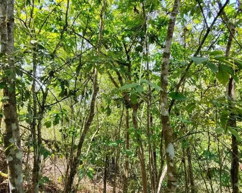 Hacienda De Cidra, Rabanal Parcela #32 Cidra PR 00739