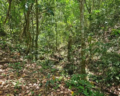 Hacienda De Cidra, Rabanal Parcela #32 Cidra PR 00739