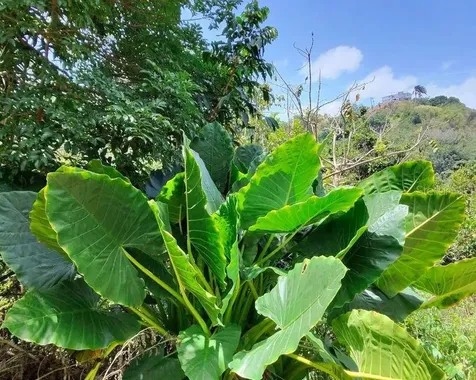 Hacienda De Cidra, Rabanal Parcela #32 Cidra PR 00739