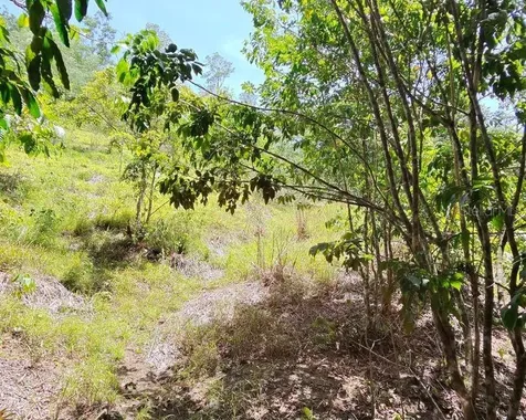 Hacienda De Cidra, Rabanal Parcela #32 Cidra PR 00739