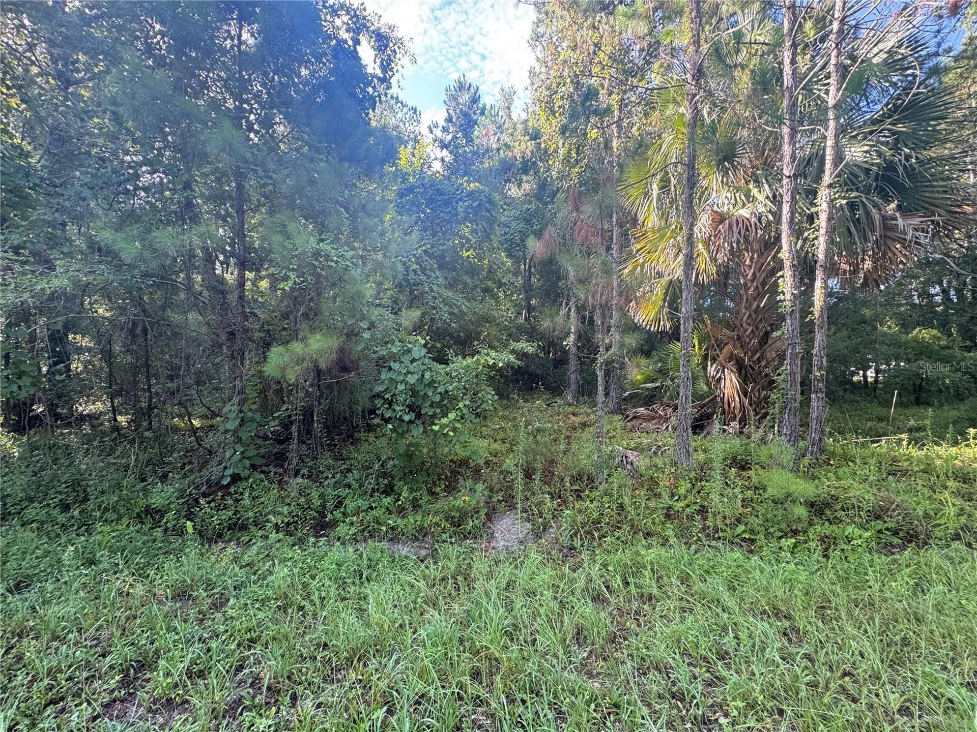 Tbd Sequoia Loop Drive Ocklawaha FL 32179